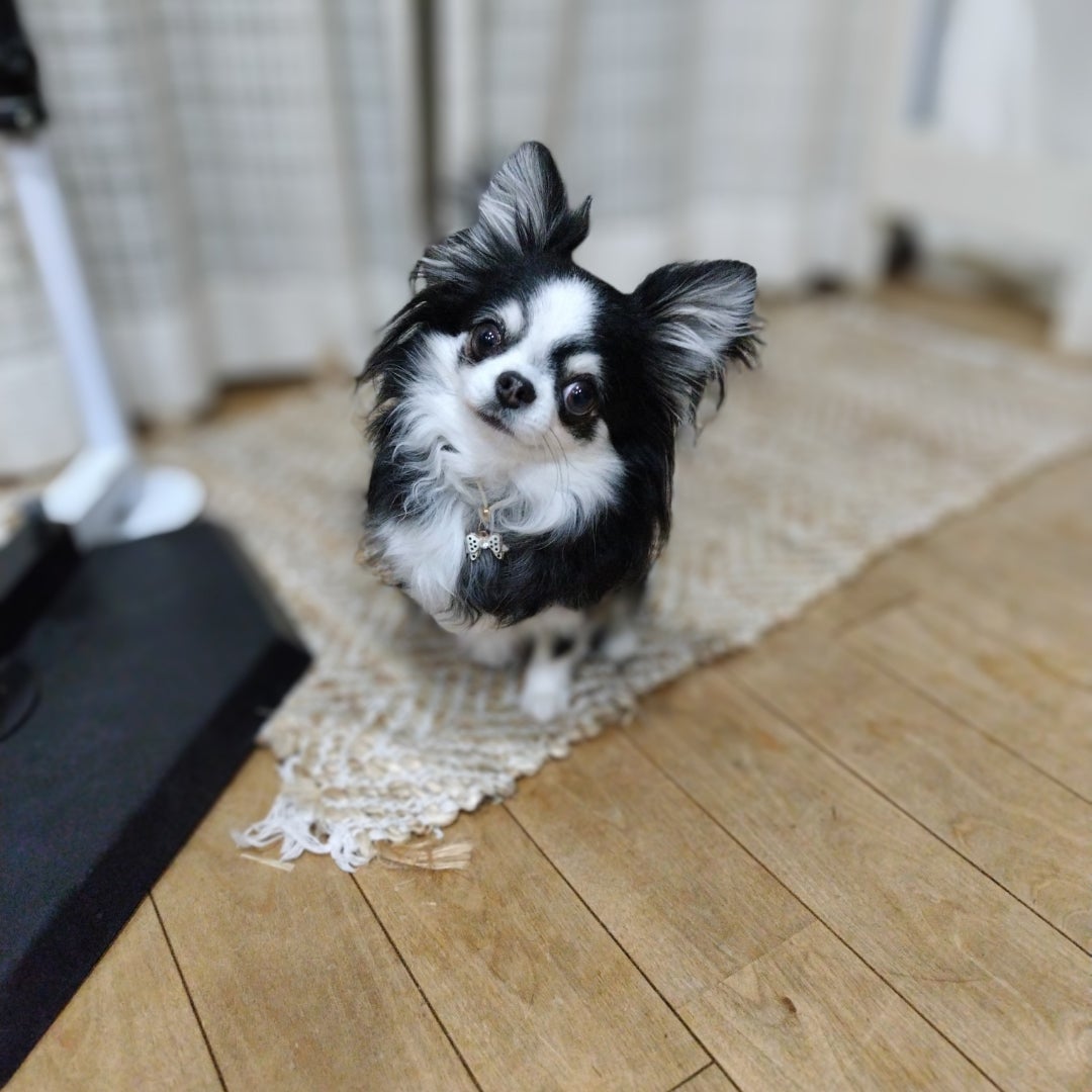 250411犬