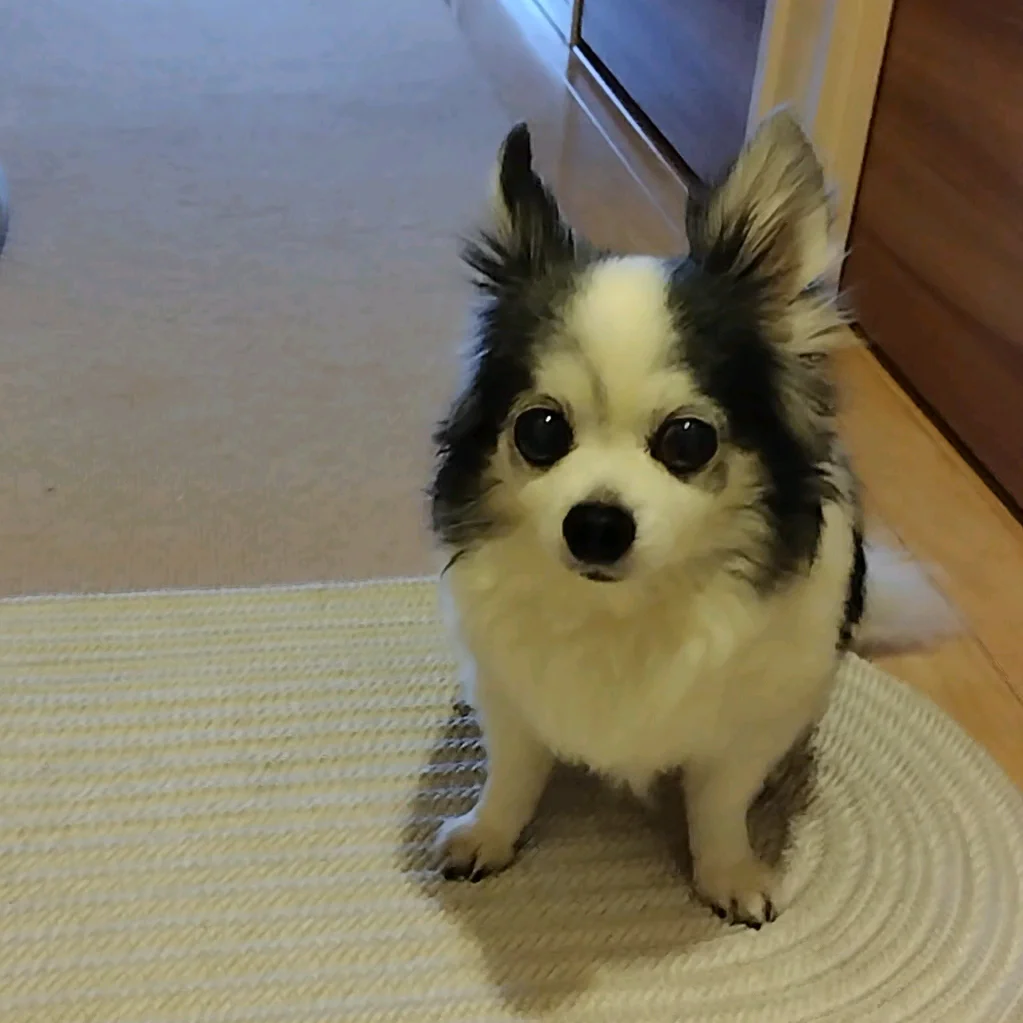 250418犬猫