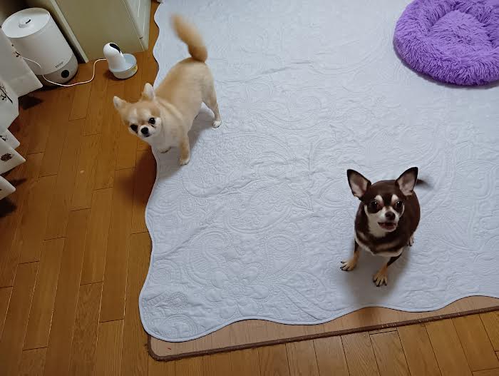 250809犬2匹
