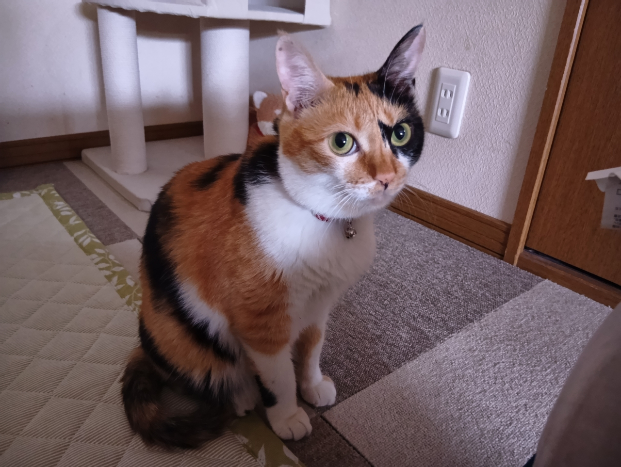 250924ねこ