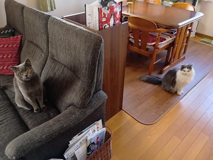 260506猫2