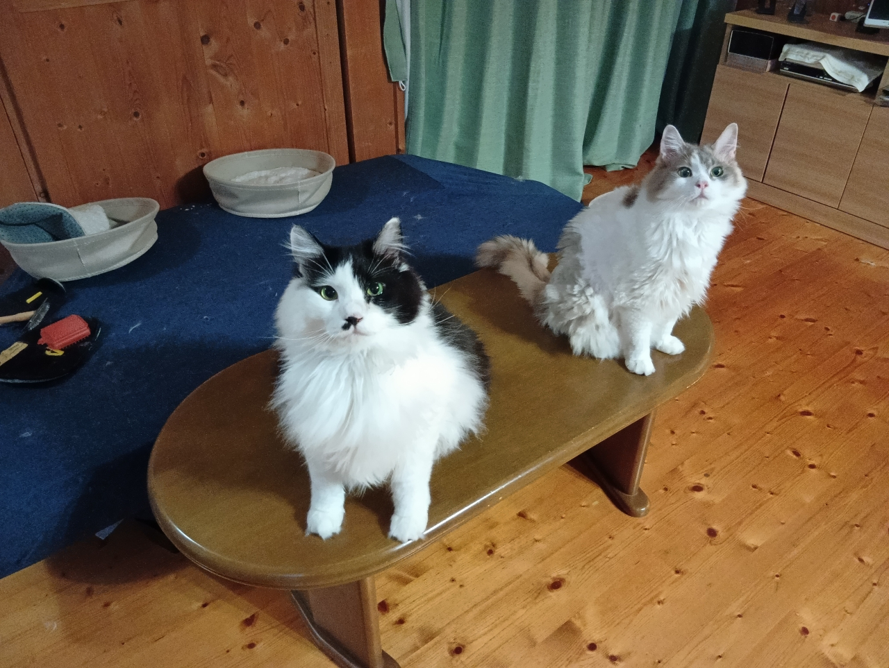 260613猫3