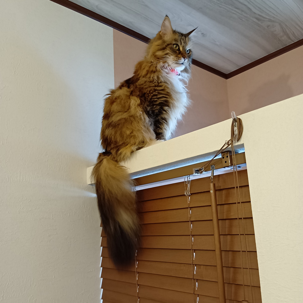 260626猫